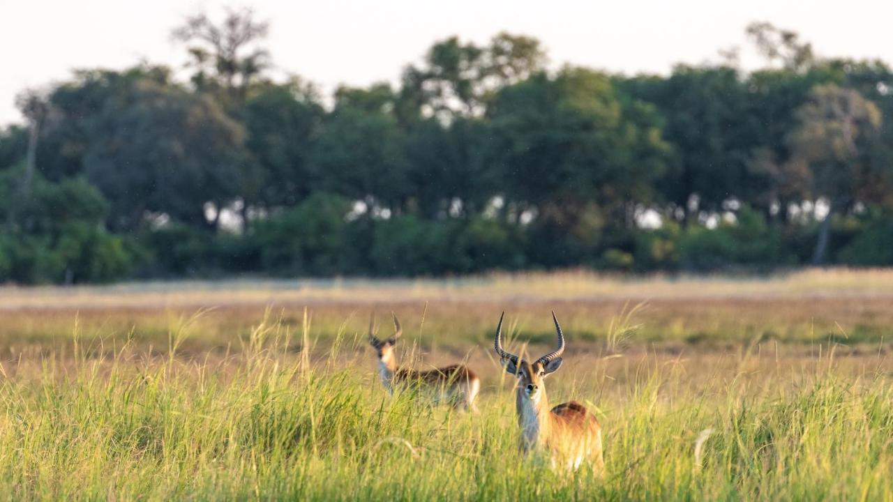 O Bona Moremi Safari Lodge Khwai Экстерьер фото
